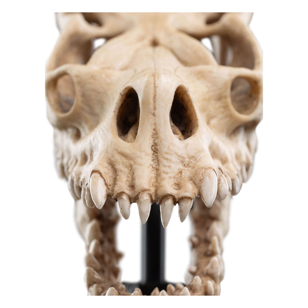Herr der Ringe Mini Statue Skull of a Fell Beast 21 cm - Preorder - ETA: 05.10.2025