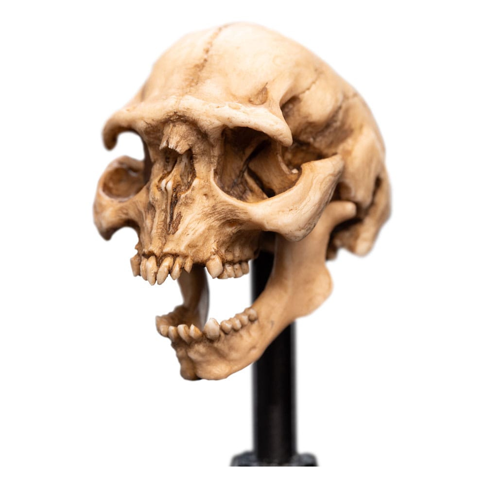Herr der Ringe Mini Statue Skull of a Moria Orc 13 cm - Versand: 5-7 Tage nach Bestellung