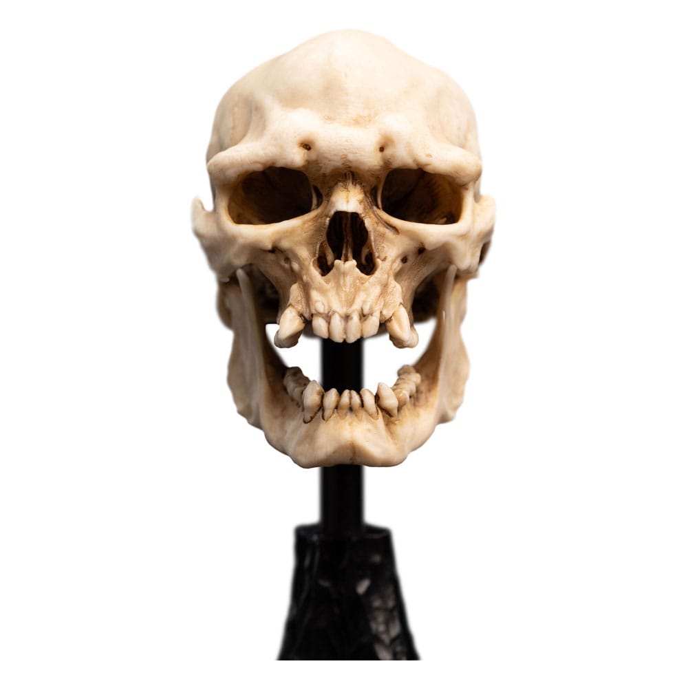 Herr der Ringe Mini Statue Skull of a Mordor Orc 14 cm - Preorder - ETA: 25.10.2025
