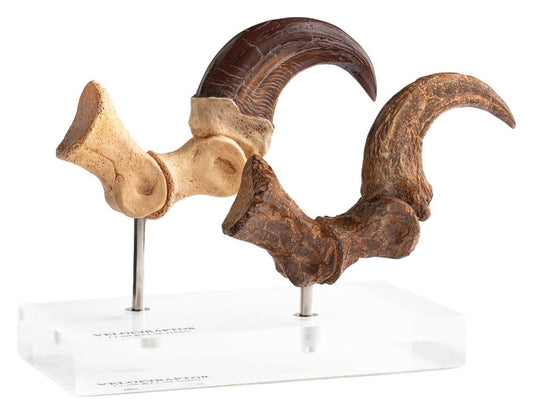 Jurassic Park ECC Elite Creature Line Statue Velociraptor Foot Claw and Fossil Claw Set 20 cm  - Preorder - ETA: 25.08.2026