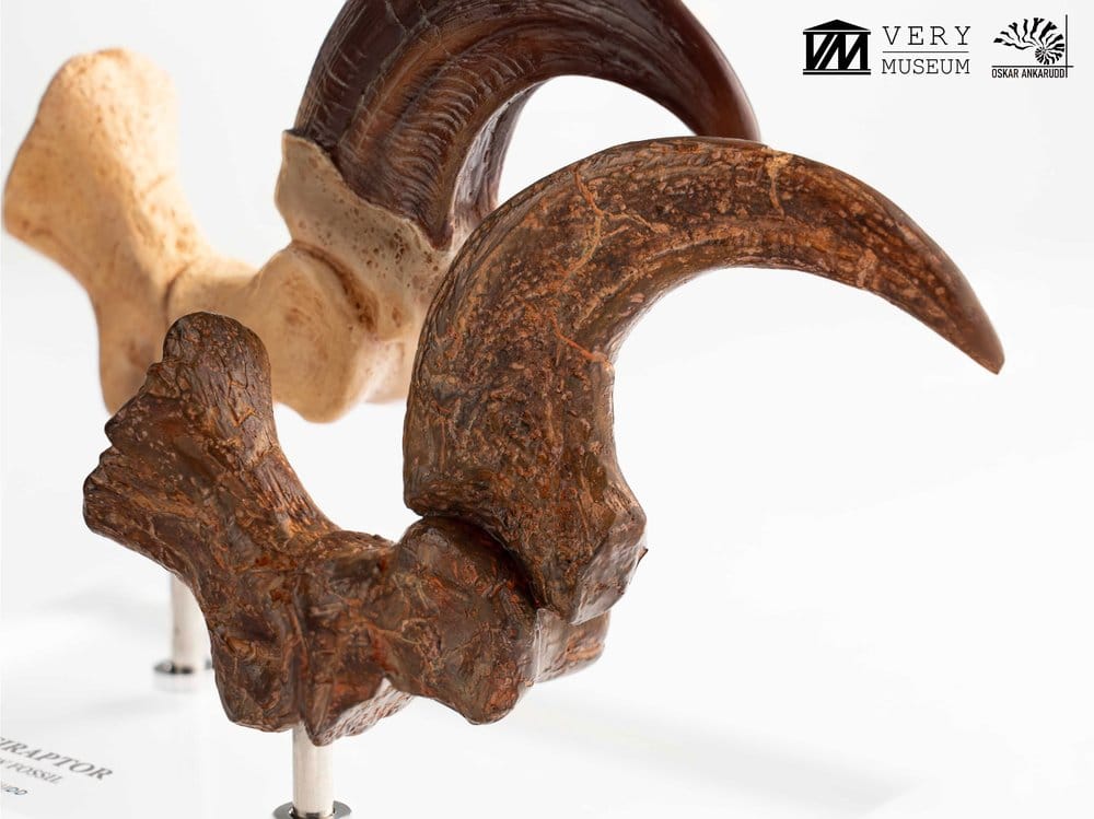 Jurassic Park ECC Elite Creature Line Statue Velociraptor Foot Claw and Fossil Claw Set 20 cm  - Preorder - ETA: 25.08.2026