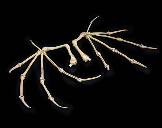 Mythic Legions: All Stars 6 Zubehör-Set für Actionfiguren Bone Wings - Versand: 7 Tage nach Bestellung