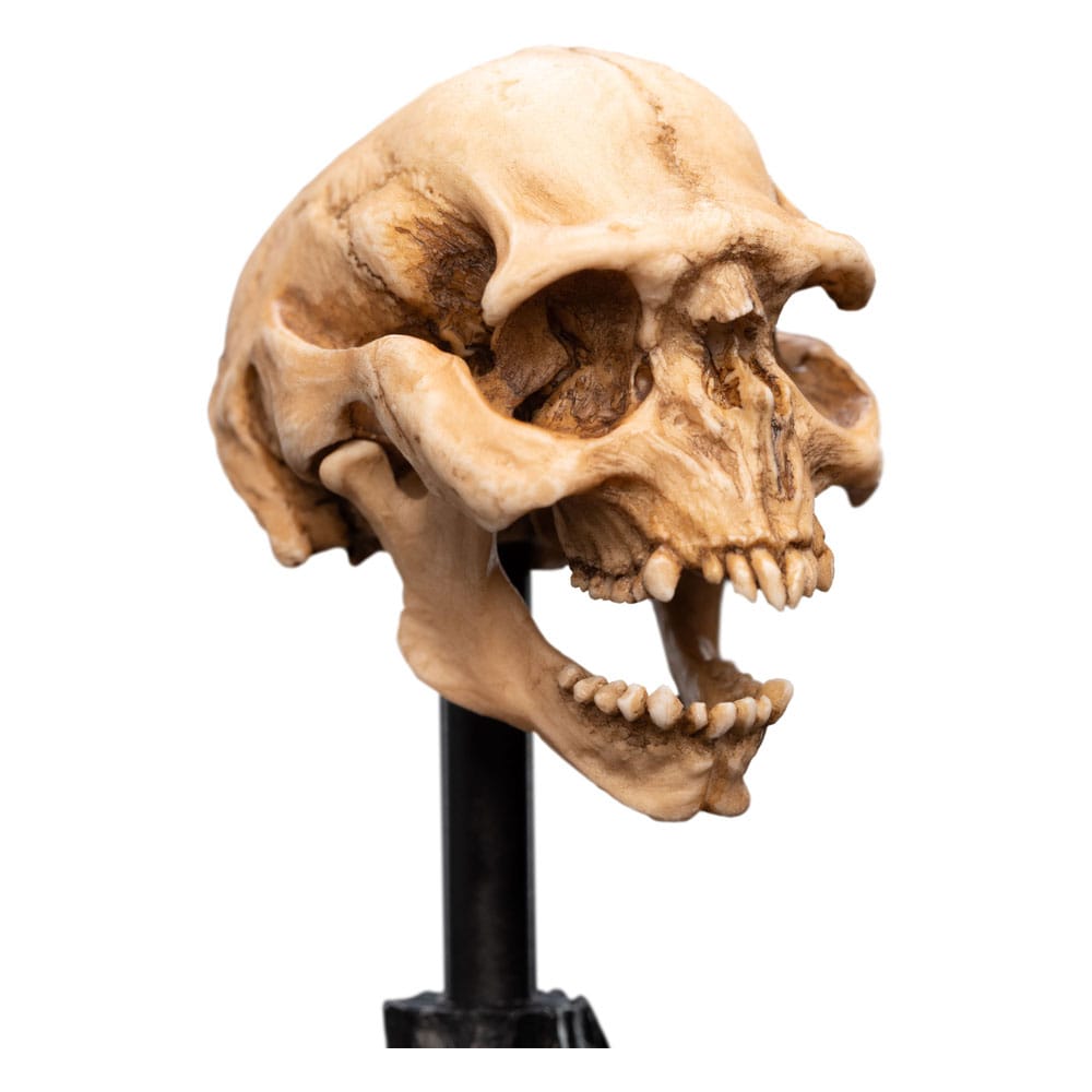 Herr der Ringe Mini Statue Skull of a Moria Orc 13 cm - Versand: 5-7 Tage nach Bestellung